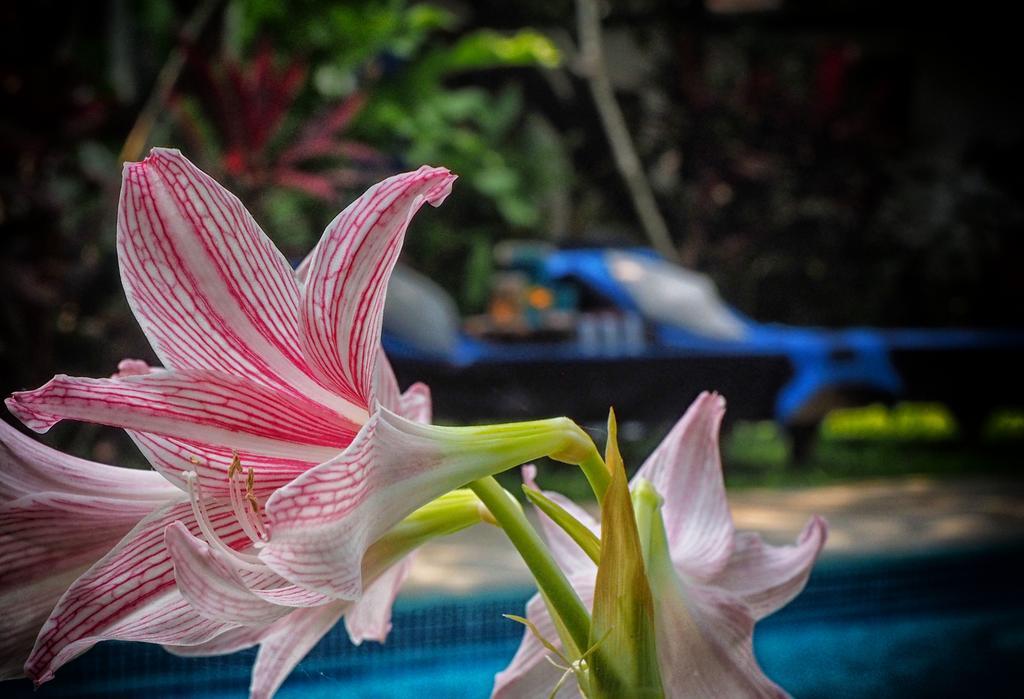 The Secret Garden Goa Guest House Saligao Exterior photo